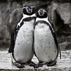 Penguins